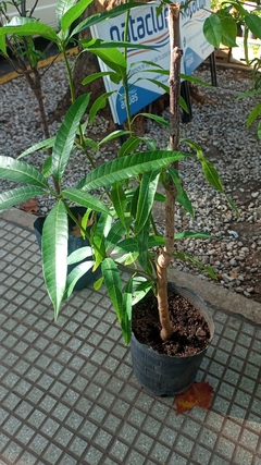 MANGO INJERTADO