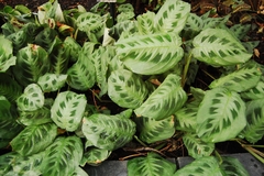 MARANTHA KERCHOVIANA
