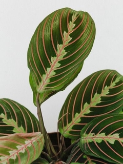 MARANTA LEUCONEURA Erythroneura