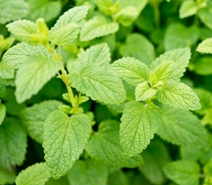 MENTA COMUN