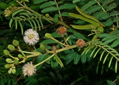 MIMOSA PIGRA 10LTS