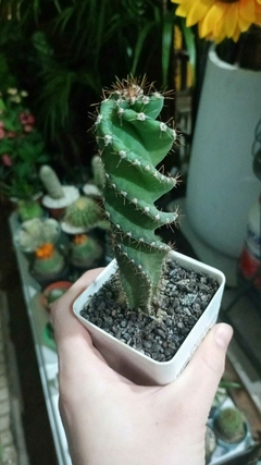 mini cactus espiralado