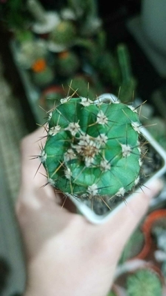 mini cactus espiralado - comprar online