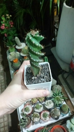 mini cactus espiralado en internet