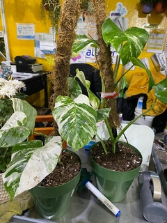 MONSTERA VARIEGADA ALBA M24 - tienda online