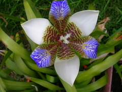 NEOMARICA CANDIDA