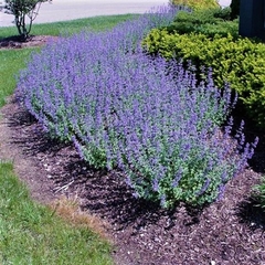 NEPETA MUSSINI