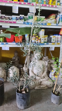OLIVO ARBOL