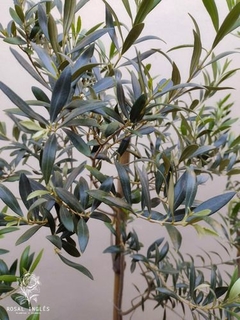 OLIVO ARBOL en internet