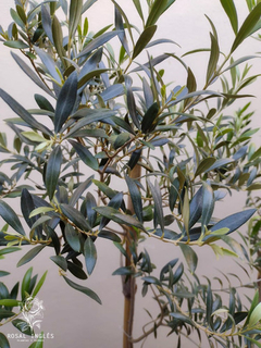OLIVO ARBUSTO - comprar online
