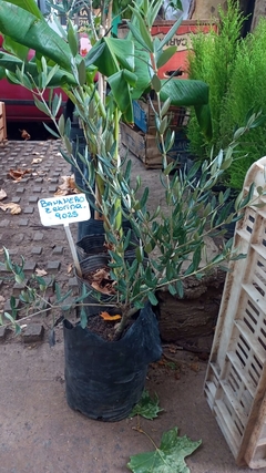 OLIVO ARBOL - comprar online