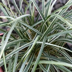 OPHIOPOGUM VARIEGADO M14