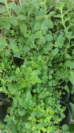 OREGANO