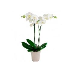 ORQUIDEAS VARIAS M14 - El Viverito