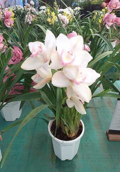 ORQUIDEA CYMBIDIUM