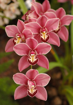 ORQUIDEA CYMBIDIUM - comprar online