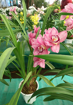 Imagen de ORQUIDEA CYMBIDIUM