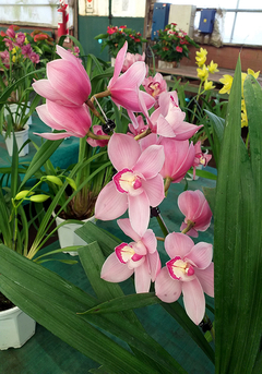 ORQUIDEA CYMBIDIUM - tienda online