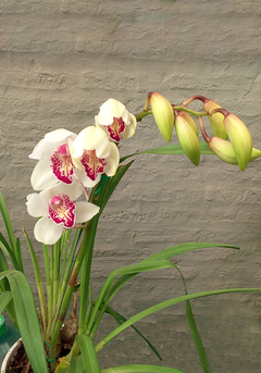 ORQUIDEA CYMBIDIUM - El Viverito