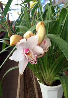 ORQUIDEA CYMBIDIUM en internet