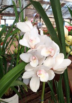 ORQUIDEA CYMBIDIUM - comprar online