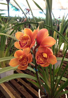 ORQUIDEA CYMBIDIUM