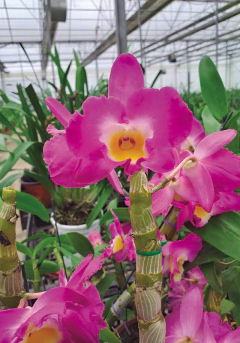 ORQUIDEA DENDROBIUM SP en internet