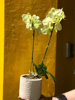 PHALAENOPSIS ORQUIDEA en internet