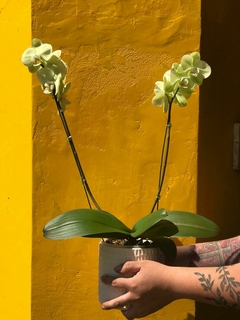 Imagen de PHALAENOPSIS ORQUIDEA