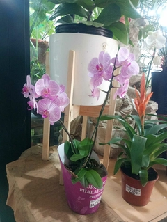 ORQUIDEA PHALAENOPSIS M13 OFERTA FLORECIDAS - comprar online