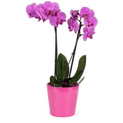 ORQUIDEAS VARIAS M14 en internet