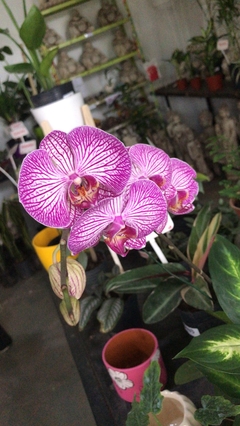 ORQUIDEAS VARIAS M14