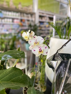 PHALAENOPSIS ORQUIDEA en internet