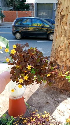OXALIS TREBOL - tienda online