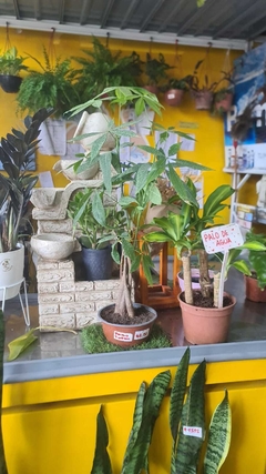 PACHIRA AQUATICA - comprar online