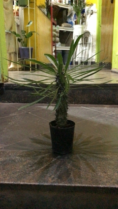 CACTUS PACHIPODIUM - comprar online