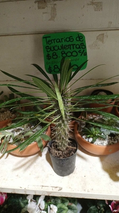 CACTUS PACHIPODIUM en internet