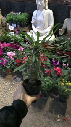 CACTUS PACHIPODIUM - El Viverito