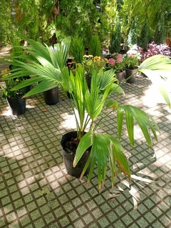 PALMERA LATANIA - El Viverito