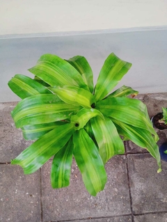 PALO DE AGUA 7LTS ARRIBA