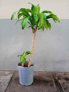 PALO DE AGUA 7LTS FRENTE