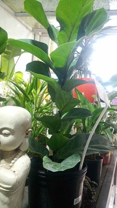 Ficus lyrata Bambino en internet