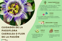 PASIONARIA