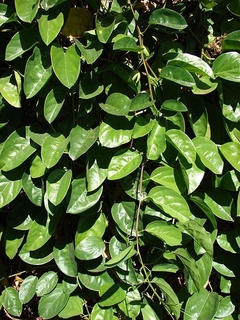 Passiflora quadrangularis - comprar online