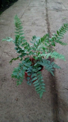 PELLAEA FALCATA