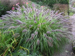 PENNISETUM MOUDRY 3LTS