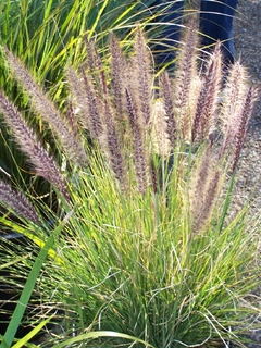 PENNISETUM RUPELLI