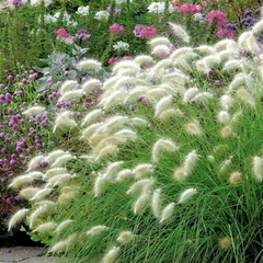 PENNISETUM VILLOSUN