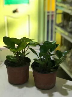 PEPEROMIA obtusifolia lima - comprar online