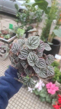 PEPEROMIA RUGOSA CAPERATA